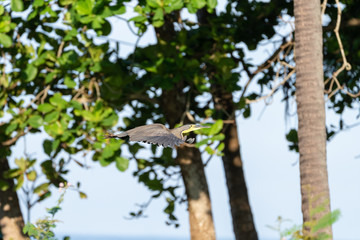 Bare-throated Tiger Heron (Tigrisoma mexicanum) in Costa Rica