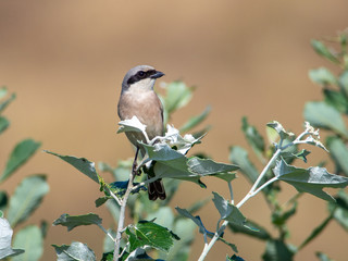 Red-backed shrike (Lanius collurio) perching on a white poplar tree near Danube river