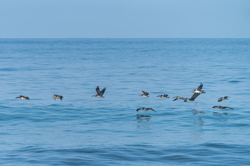 Brown Pelican (Pelecanus occidentalis)