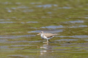 Spotted Sandpiper (Actitis macularius) in Costa Rica