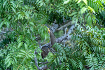Bare-throated Tiger Heron (Tigrisoma mexicanum) in Costa Rica