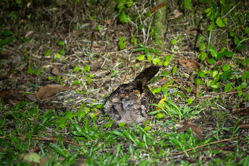 Pauraque (Nyctidromus albicollis) at night with baby, in Costa Rica