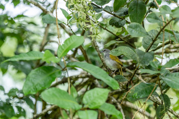 Black-striped Sparrow (Arremonops conirostris)