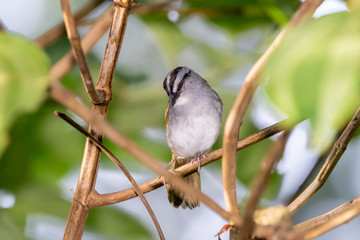 Black-striped Sparrow (Arremonops conirostris)
