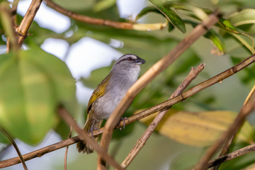 Black-striped Sparrow (Arremonops conirostris)