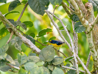 Yellow-crowned Euphonia (Euphonia luteicapilla) in Costa Rica