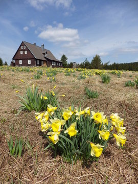 Daffodils on a meadow in Jizerka village