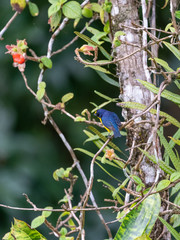 Yellow-crowned Euphonia (Euphonia luteicapilla) in Costa Rica