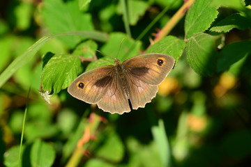 Meadow Brown Butterfly, U.K. Macro image of an insect.