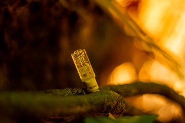 Lan wire is growing up from tree, yellow internet, green nature, world wide web