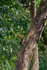 Pale-billed Woodpecker (Campephilus guatemalensis)