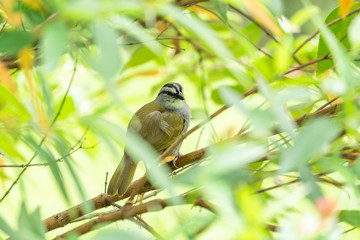 Black-striped Sparrow (Arremonops conirostris)