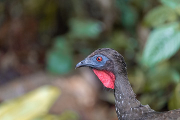 Crested guan (Penelope purpurascens) in Costa Rica