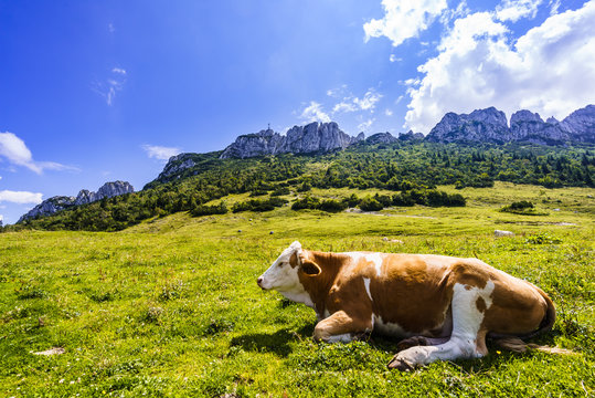 View on cows in front of Kampenwand muntain in Bavarian Alps in Summer