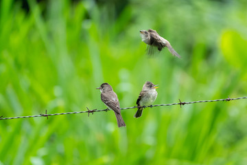Ochraceous Pewee (Contopus ochraceus) on wire