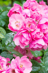 雨上がりのピンクの小さなバラ