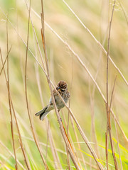 Reed Bunting (Emberiza schoeniclus) taken in the UK