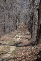 Obraz premium Early Spring Trail 1