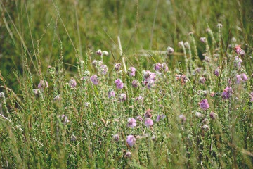 Field with wildflowers Cross-leaved Heath. Erica Tetralix