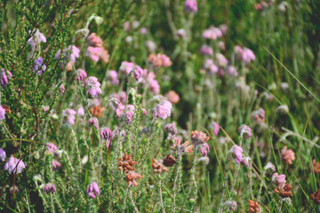 Naklejka premium Wildflowers Cross-leaved Heath. Erica Tetralix