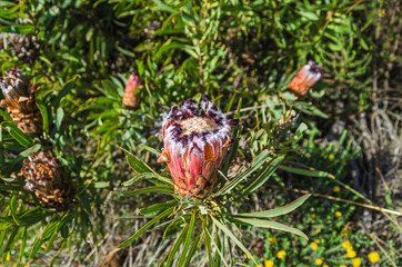 Endemic to South Africa oleanderleaf protea
