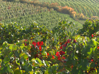 Weinberg und Weinanbau m Herbst