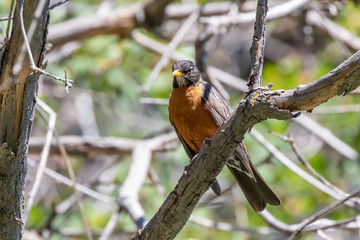 American robin in Sandia Mountains near Albuquerque, New Mexico