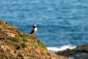 Puffins (Fratercula arctica) with brightly colored beaks during breeding season on the East coast of Newfoundland, Canada.