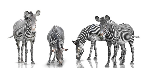 zebra set is geïsoleerd op een witte achtergrond