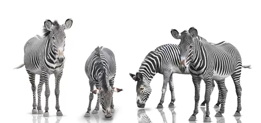 Foto auf Acrylglas Zebra Zebra-Set ist auf weißem Hintergrund isoliert