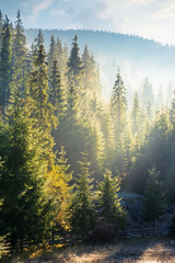 foggy sunrise in spruce forest. beautiful nature scenery in mountains. sun light glowing in hazy...