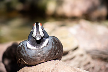 Isolated Duck