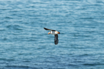 Puffin flying over a coastal seascape in Newfoundland Canada. 