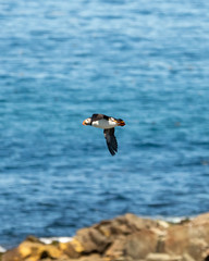 Puffin flying over a coastal seascape in Newfoundland Canada. 
