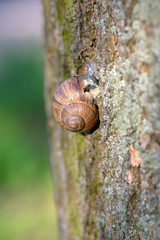 Helix pomatia big land snail on tree bark, brown shell with relaxing animal inside