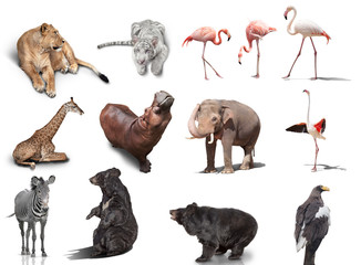 big set of wild animals isolated on white background