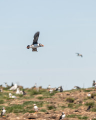 Puffin flying over a coastal seascape in Newfoundland Canada. 
