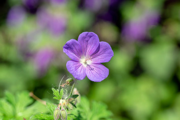 Cranesbills group of flowers, Geranium Rozanne in bloom, beautiful flowering plant with green leaves