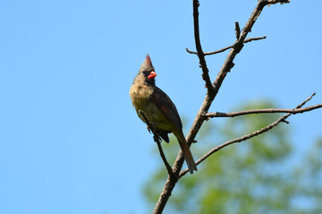 Northern Cardinal