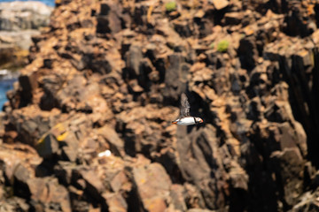 Puffin flying over a coastal seascape in Newfoundland Canada. 