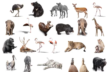big set of wild animals isolated on white background © coffeemill