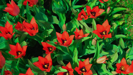 Red flowers are blooming. Gorgeous flowers are blown by the morning breeze. Tulip pistil surrounded by stamens.