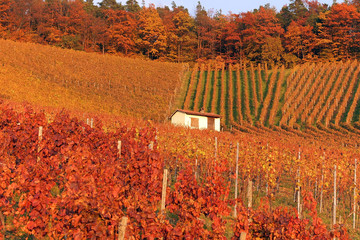 Weinberg und Weinanbau m Herbst