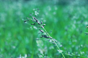 nature