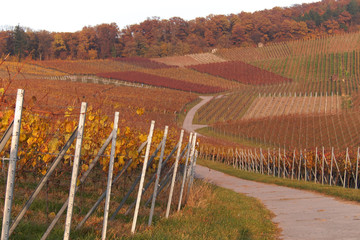 Weinberg und Weinanbau m Herbst