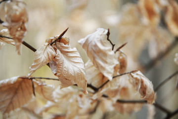dried leafs on the tree