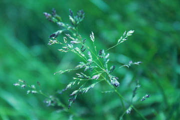 nature