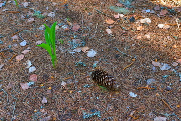  cone and sprout