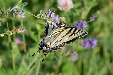Butterfly Eastern Tiger Swallowtail 