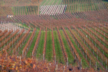 Weinberg und Weinanbau m Herbst